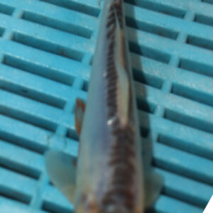 6-7” Hand Selected Koi Carp (Q73)