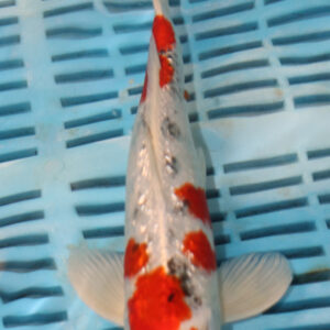 9-10” Hand Selected Koi (SK31)