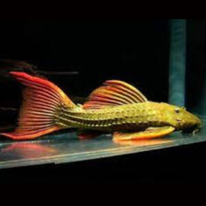 Redfin Cactus Pleco L024