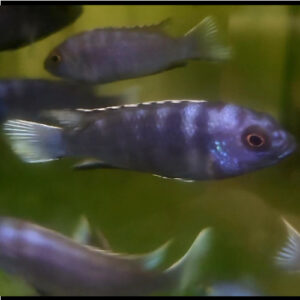 White Tail Violet 4-6cm