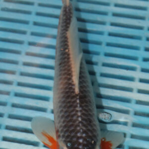 9-10” Hand Selected Koi (SK32)