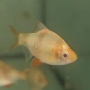 Diamond Rummynose Barb