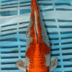 9-10” Hand Selected Koi (SK33)