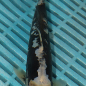 6-7” Hand Selected Koi Carp (Q75)