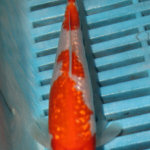 6-7” Hand Selected Koi Carp (Q24)
