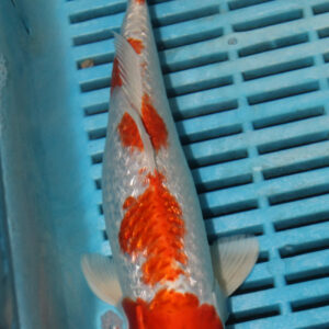 9-10” Hand Selected Koi (SK34)