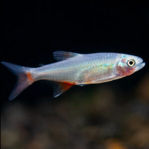 Argentine Bloodfin Tetra