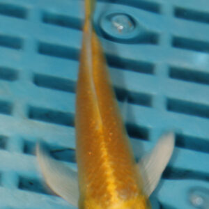 4-5” Butterfly Koi (KN808)