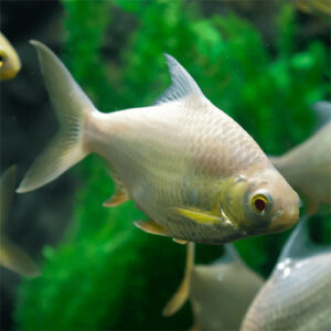 Platinum Redtail barb