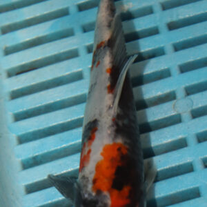 6-7” Hand Selected Koi Carp (Q106)