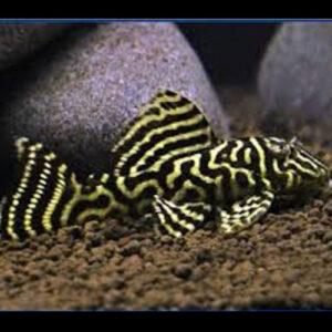 Mega Clown Pleco L340