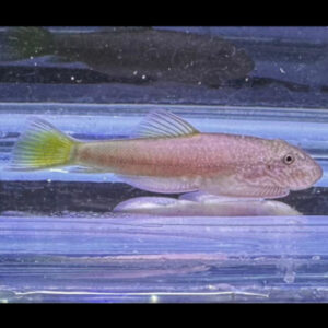 Golden Tail Borneo Sucker Loach 5-6cm  ***SALE***