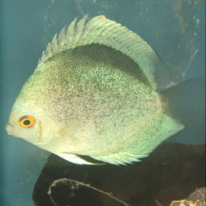 Mercury Discus 7cm ***HIGH GRADE***