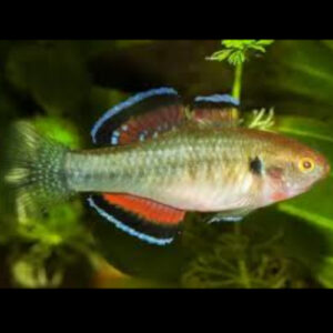 Tropical Gudgeon 4cm