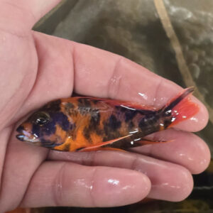 Photographed Peacock Cichlid 9/10cm  (02)