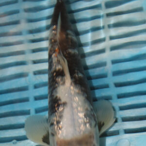 9-10” Hand Selected Koi (SK17)