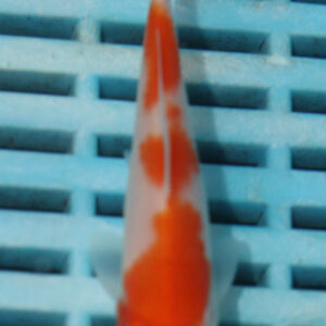 4-5” Hand Selected Koi (Q259)
