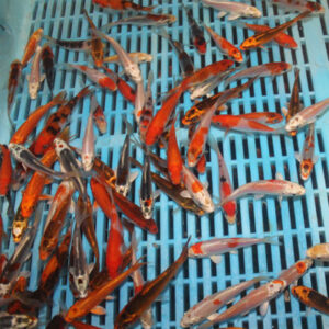 10 x 3-4″ Standard Grade Koi