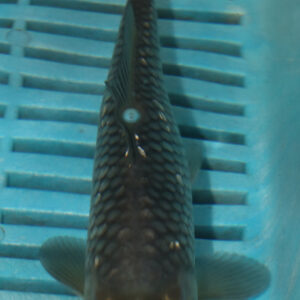 6-7” Hand Selected Koi Carp (Q59)