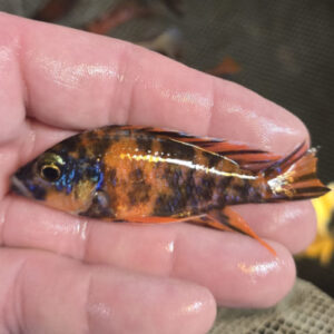 Photographed Peacock Cichlid 7-8cm  (41)