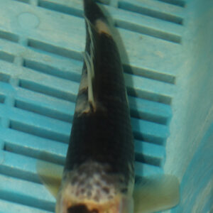 6-7” Hand Selected Koi Carp (KN231)