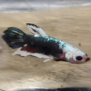 Halfmoon Short-Tail Plaket Male