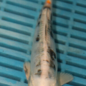 6-7” Hand Selected Koi Carp (Q77)
