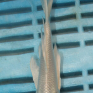 4-5” Butterfly Koi (Q160)