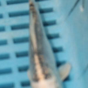 4-5” Hand Selected Koi (Q190)