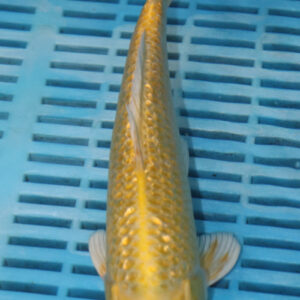 9-10” Hand Selected Koi (SK35)