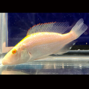 Albino Compressiceps Haplochromis 4-6cm
