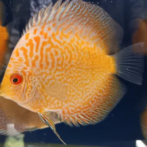 Pigeon Snakeskin Discus 7cm ***HIGH GRADE***