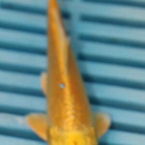 4-5” Hand Selected Koi (Q191)