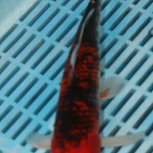 9-10” Hand Selected Koi (SK36)