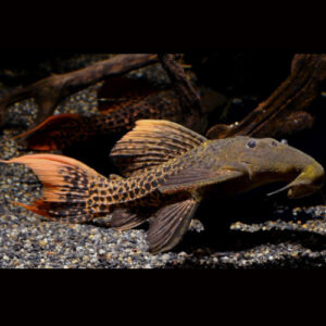 Red Titanic Pleco L273
