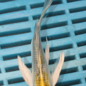 4-5” Butterfly Koi (Q161)