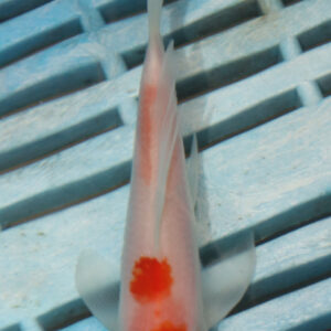 4-5” Butterfly Koi (Q162)