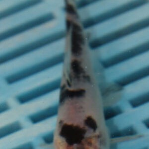 4-5” Hand Selected Koi (Q192)