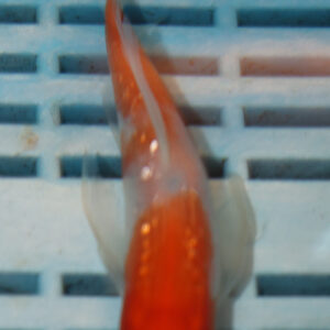 4-5” Butterfly Koi (KN811)