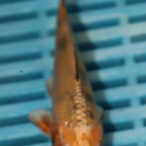 4-5” Hand Selected Koi (Q193)