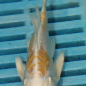 4-5” Butterfly Koi (KN812)