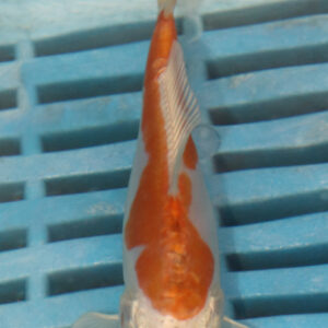4-5” Butterfly Koi (Q164)