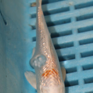 4-5” Hand Selected Koi (Q194)