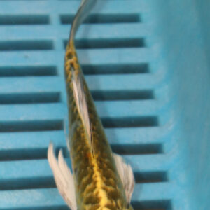 4-5” Butterfly Koi (Q165)
