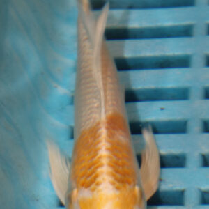 4-5” Butterfly Koi (KN814)