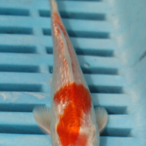 4-5” Hand Selected Koi (Q195)