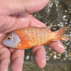 Photographed Peacock Cichlid 9/10cm (61)