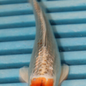 4-5” Hand Selected Koi (Q196)