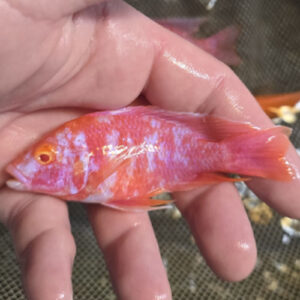 Photographed Peacock Cichlid 9/10cm  (62)