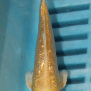 4-5” Hand Selected Koi (Q197)